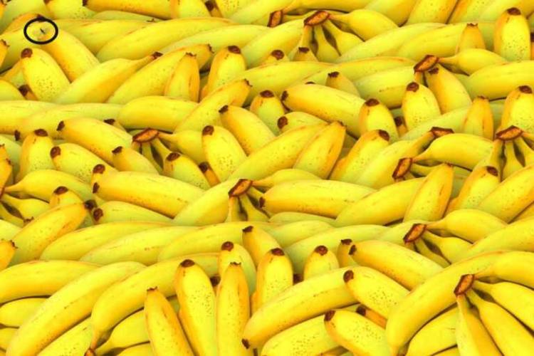 La soluzione del test visivo delle banane