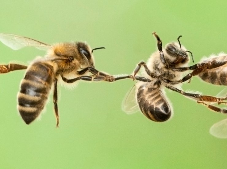 Il fiuto delle api (depositphotos) - ilcorrierino.com
