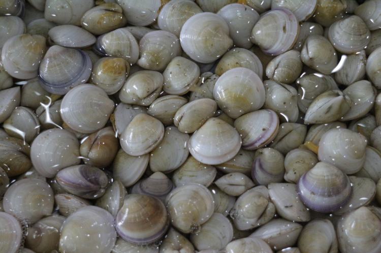 Vongole ammollo 