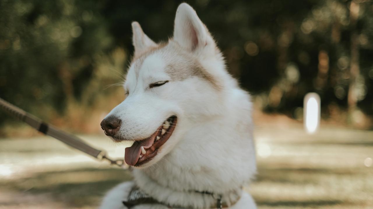 Cane al guinzaglio (pexels.com) - ilcorrierino.com