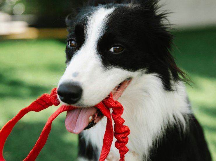 Cani al guinzaglio e museruola a portata di mano (pexels.com) - ilcorrierino.com