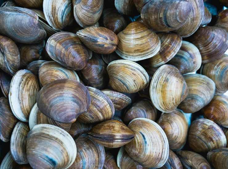 Vongole, cuocetele bene (pexels.com) - ilcorrierino.com