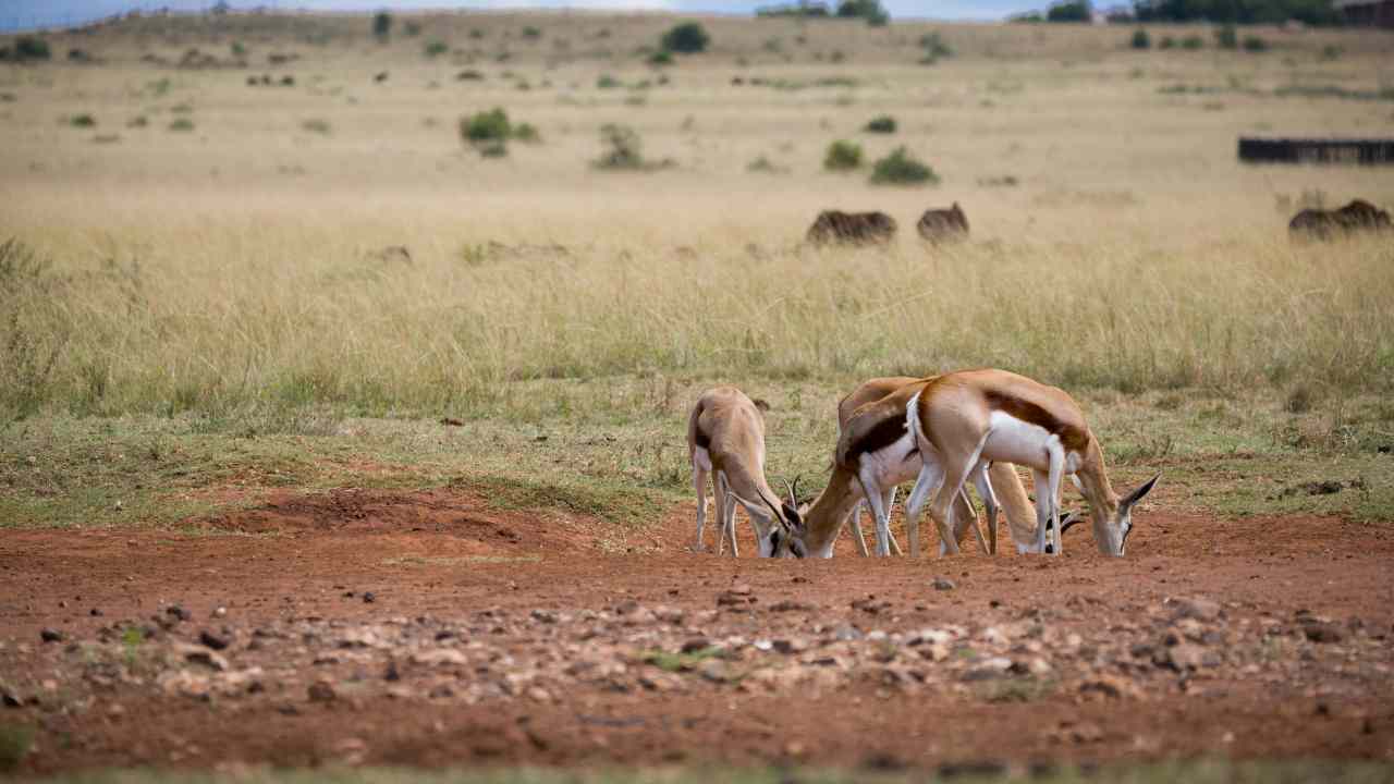 Test logica, animali della savana (pexels.com) - ilcorrierino.com