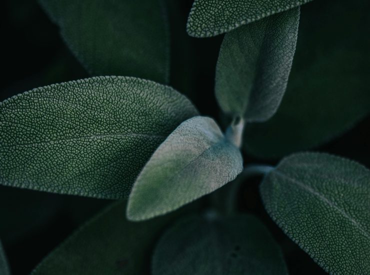 Salvia (pexels.com) - ilcorrierino.com