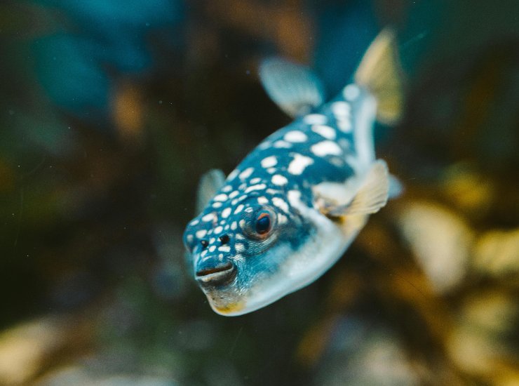 Pesce palla (pexels.com) - ilcorrierino.com